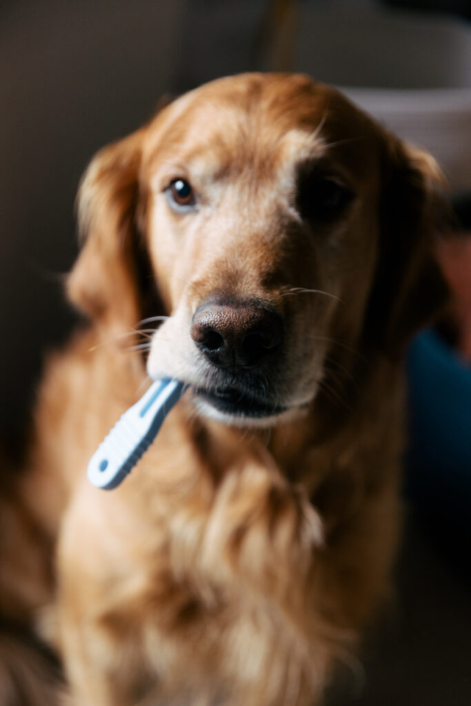 Dog stares at camera with baby toy in mouth